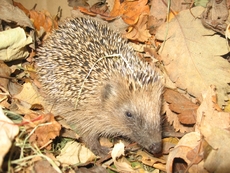 Igel_2.JPG